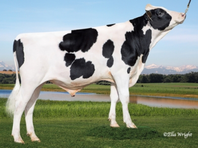 Holstein 511 seksattu